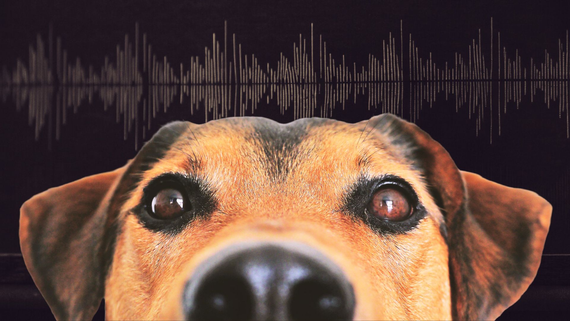 Al fin sabremos qué nos quieren decir nuestros perros… gracias a la IA