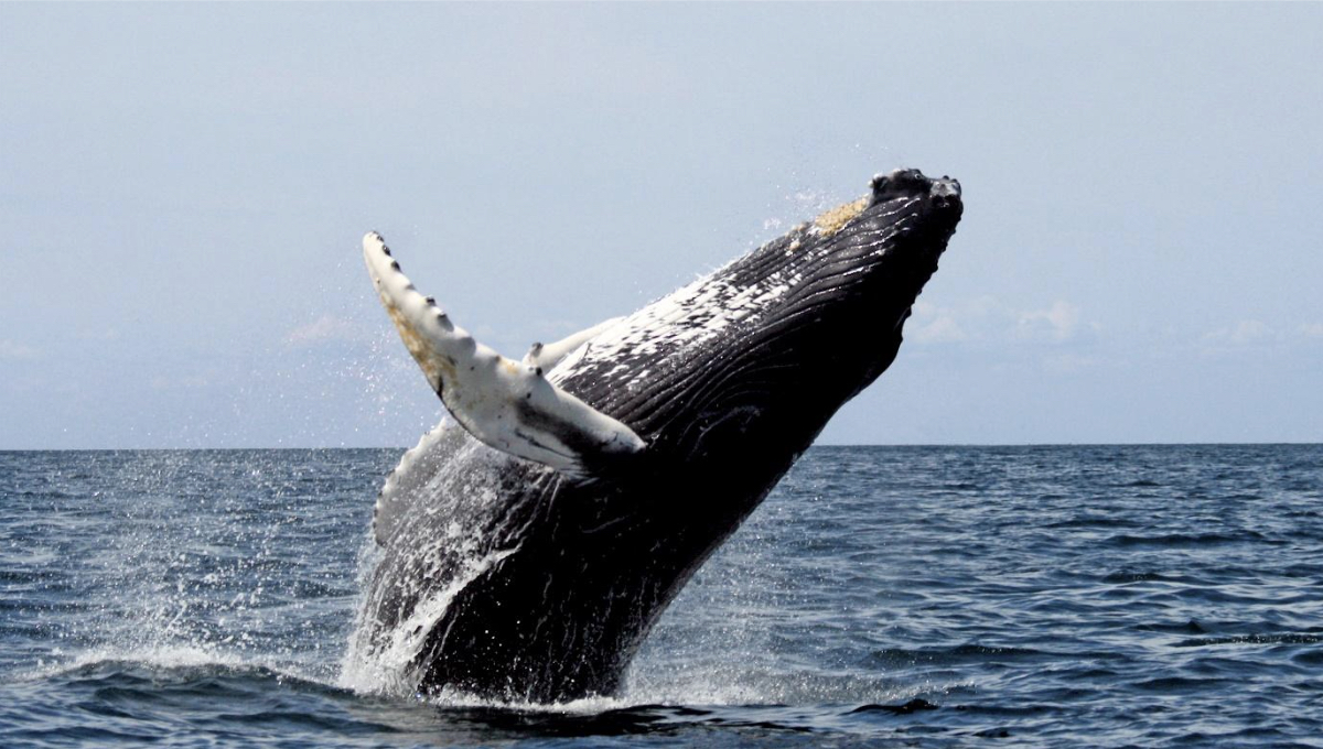 Código Cetáceo: la IA que aprendió a escuchar a las ballenas