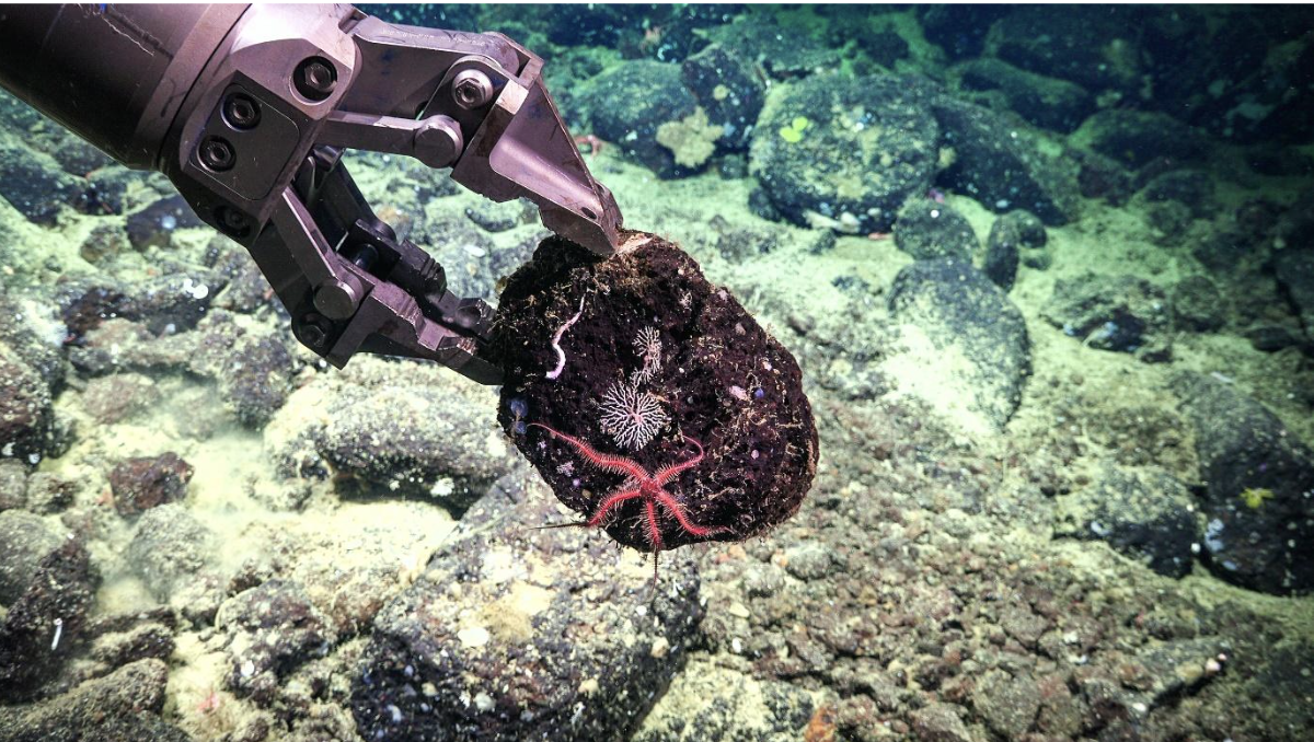 Sembrando el océano: cuando la IA y la robótica se alían para restaurar los arrecifes